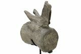 Sauropod Dinosaur (Camarasaurus) Caudal Vertebra - Colorado #209201-4